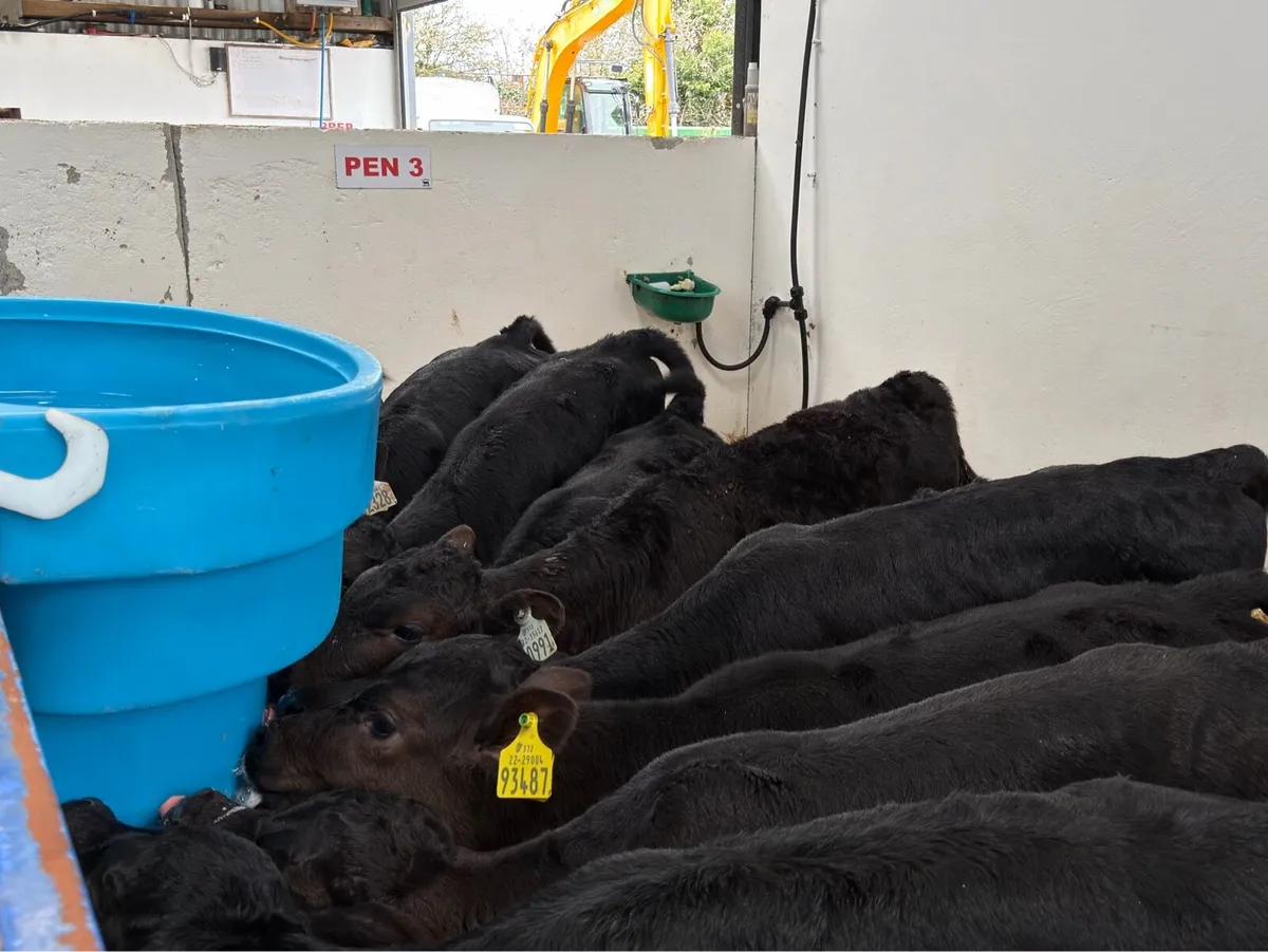 🐮10 Aberdeen Angus Heifers🐮 - Image 2