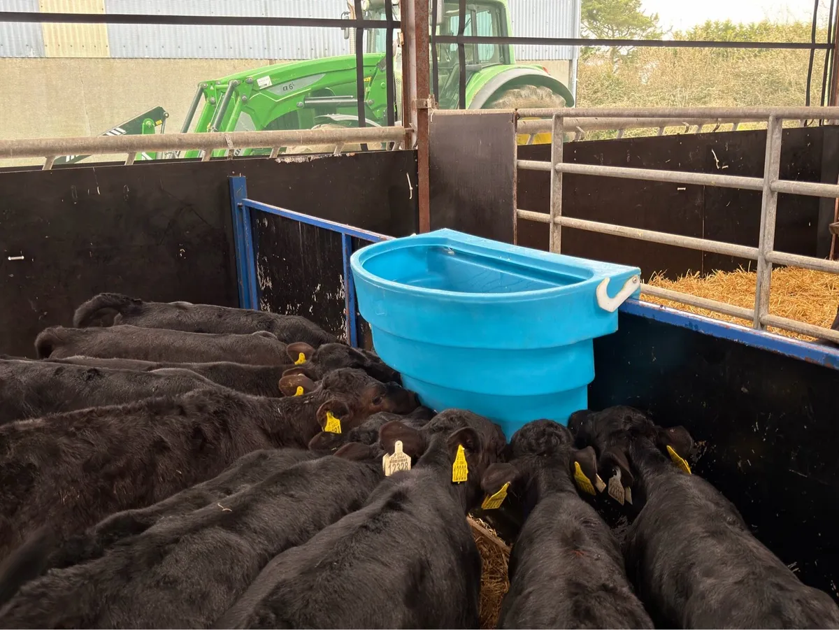 🐮10 Aberdeen Angus Heifers🐮 - Image 3