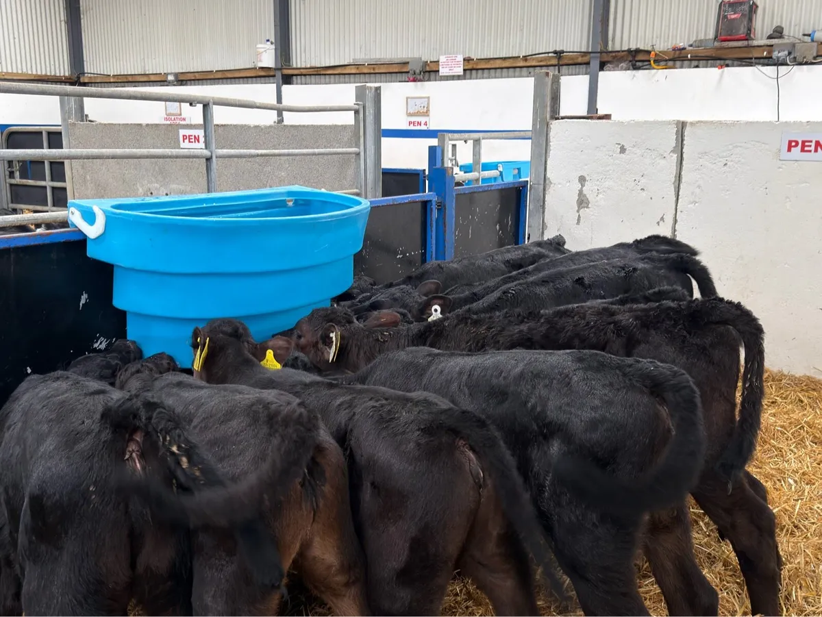 🐮10 Aberdeen Angus Heifers🐮 - Image 4