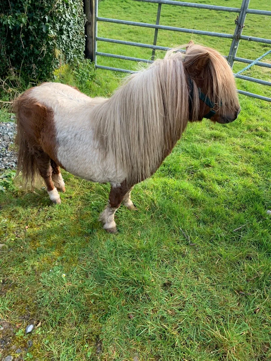 Miniature stallon - Image 1