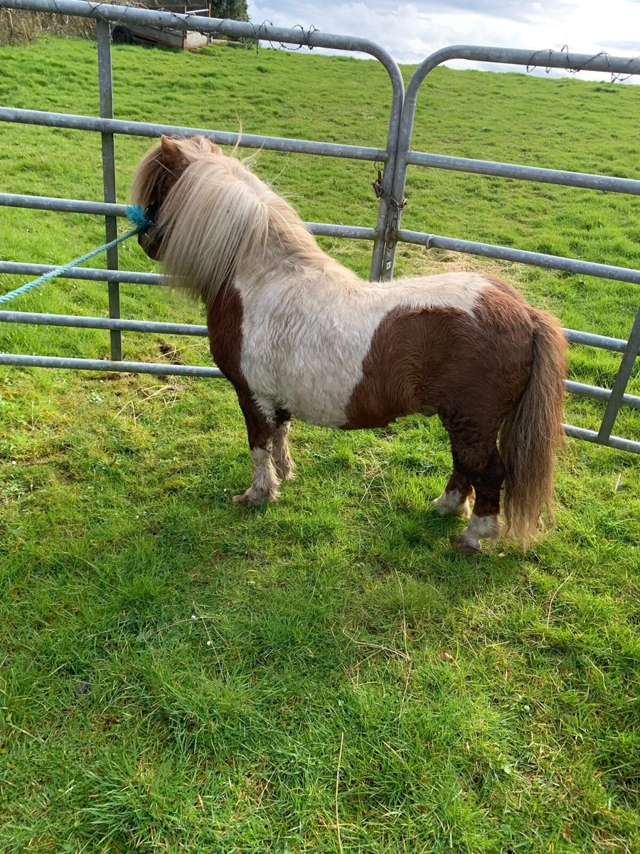 Miniature stallon - Image 2