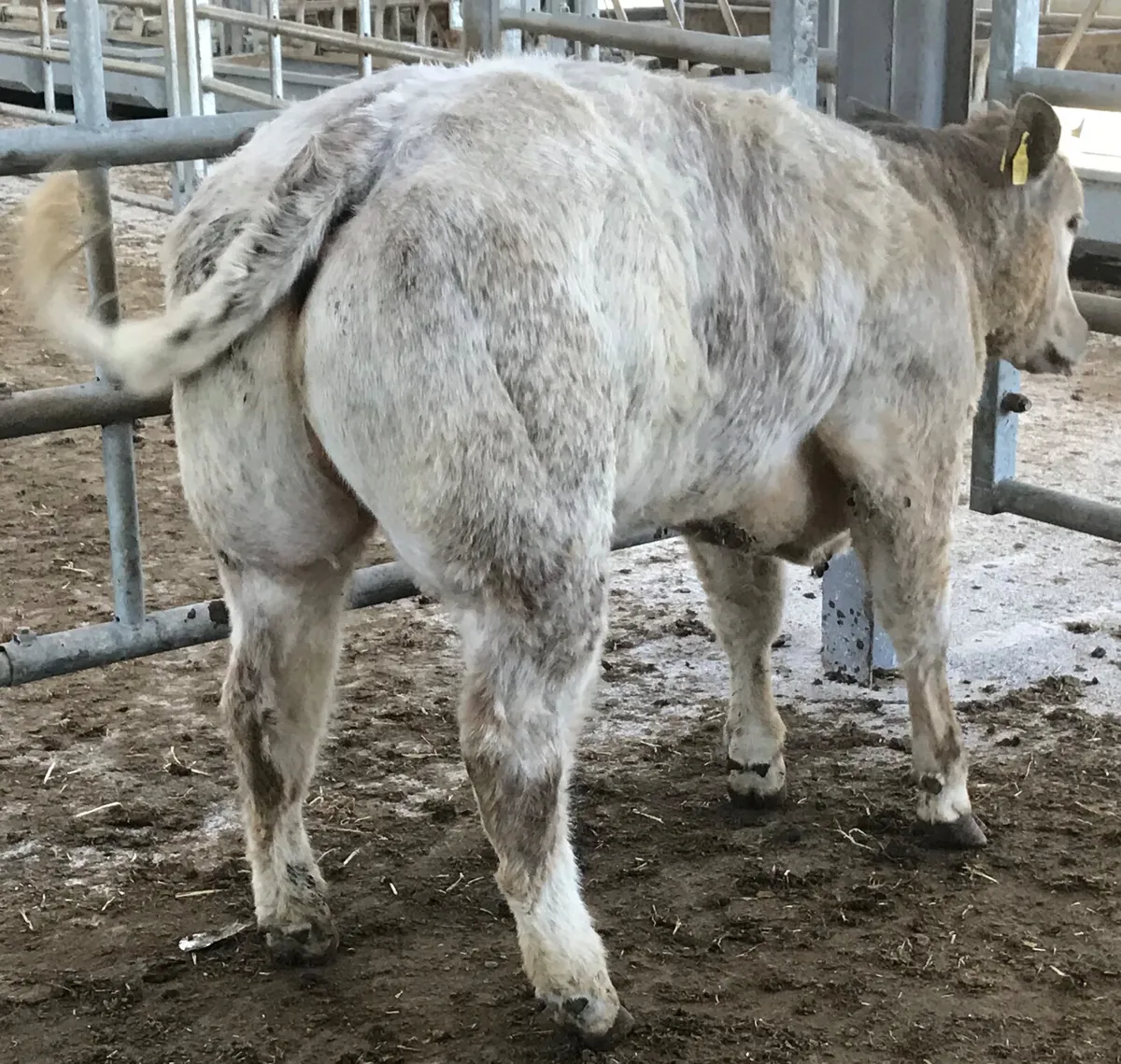 5 ⭐️ Heifer • 350kg • Halter trained - Image 1