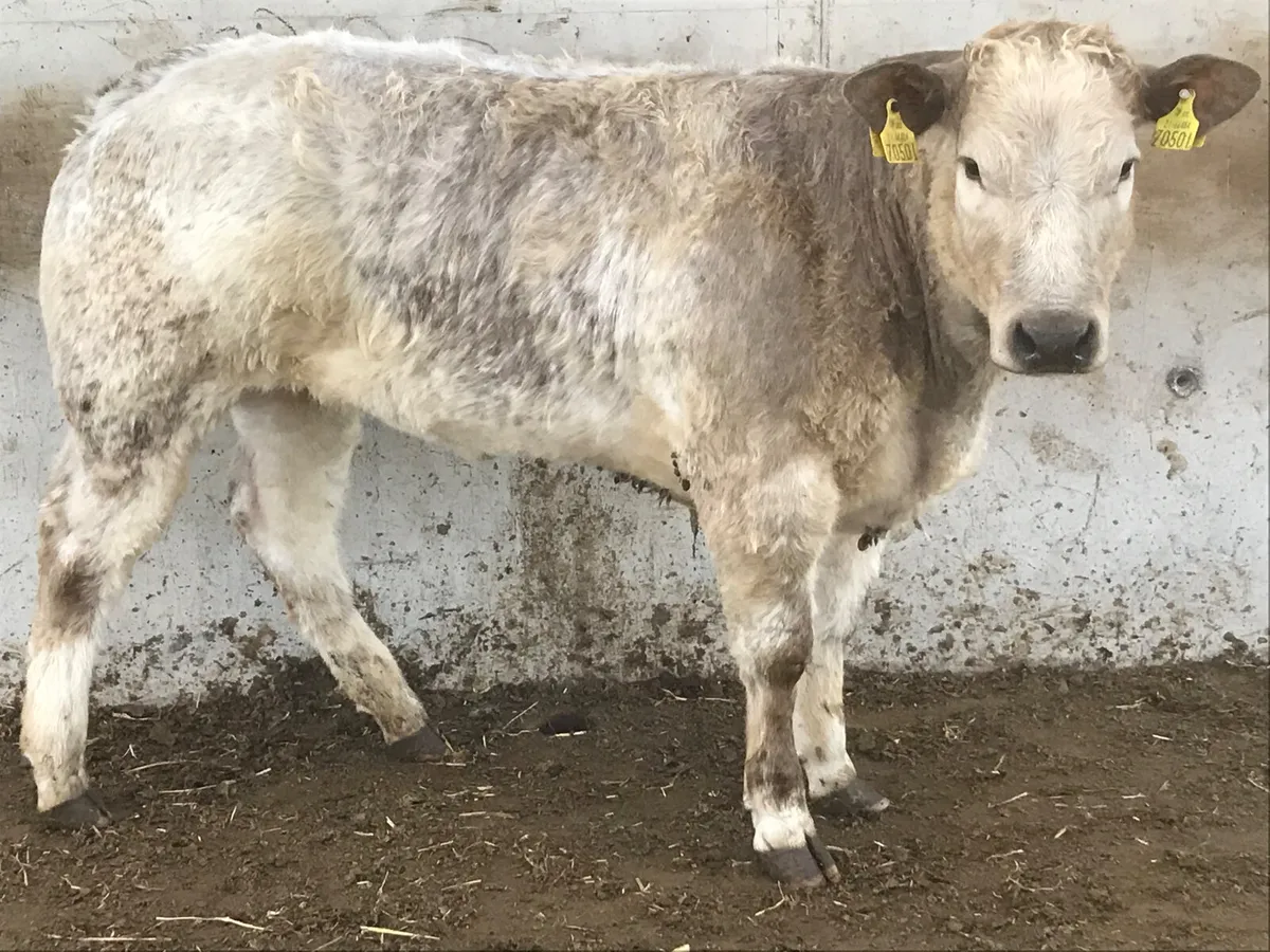 5 ⭐️ Heifer • 350kg • Halter trained - Image 2