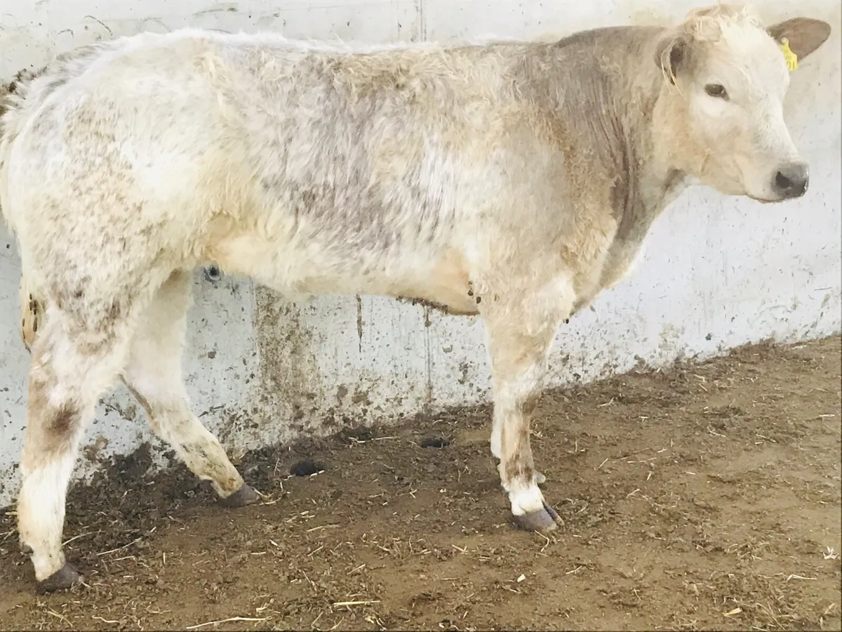 5 ⭐️ Heifer • 350kg • Halter trained - Image 3