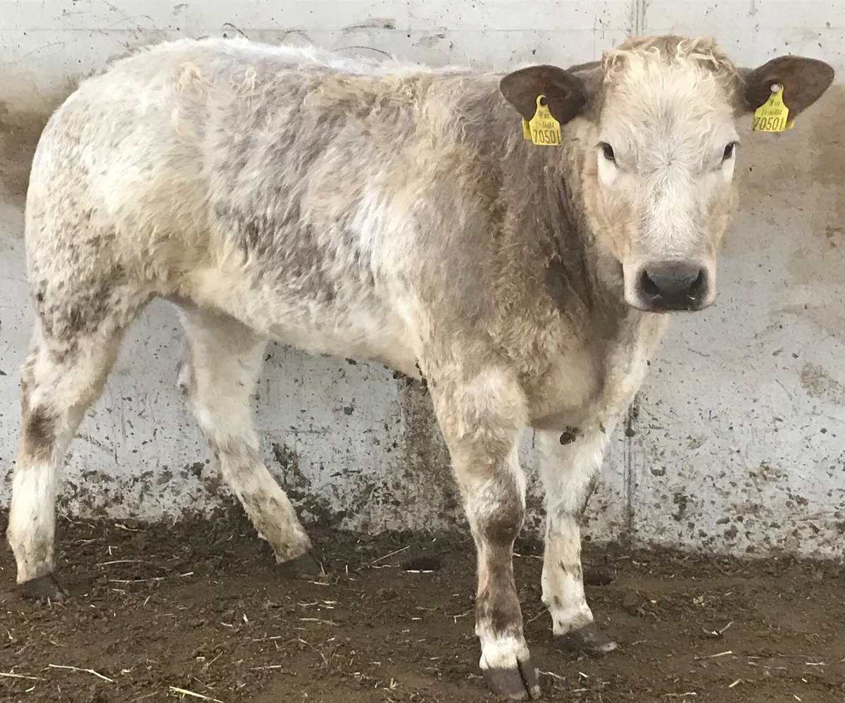 5 ⭐️ Heifer • 350kg • Halter trained - Image 4