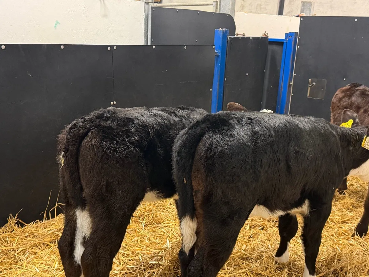 🐮2 Hereford Heifers🐮 - Image 3