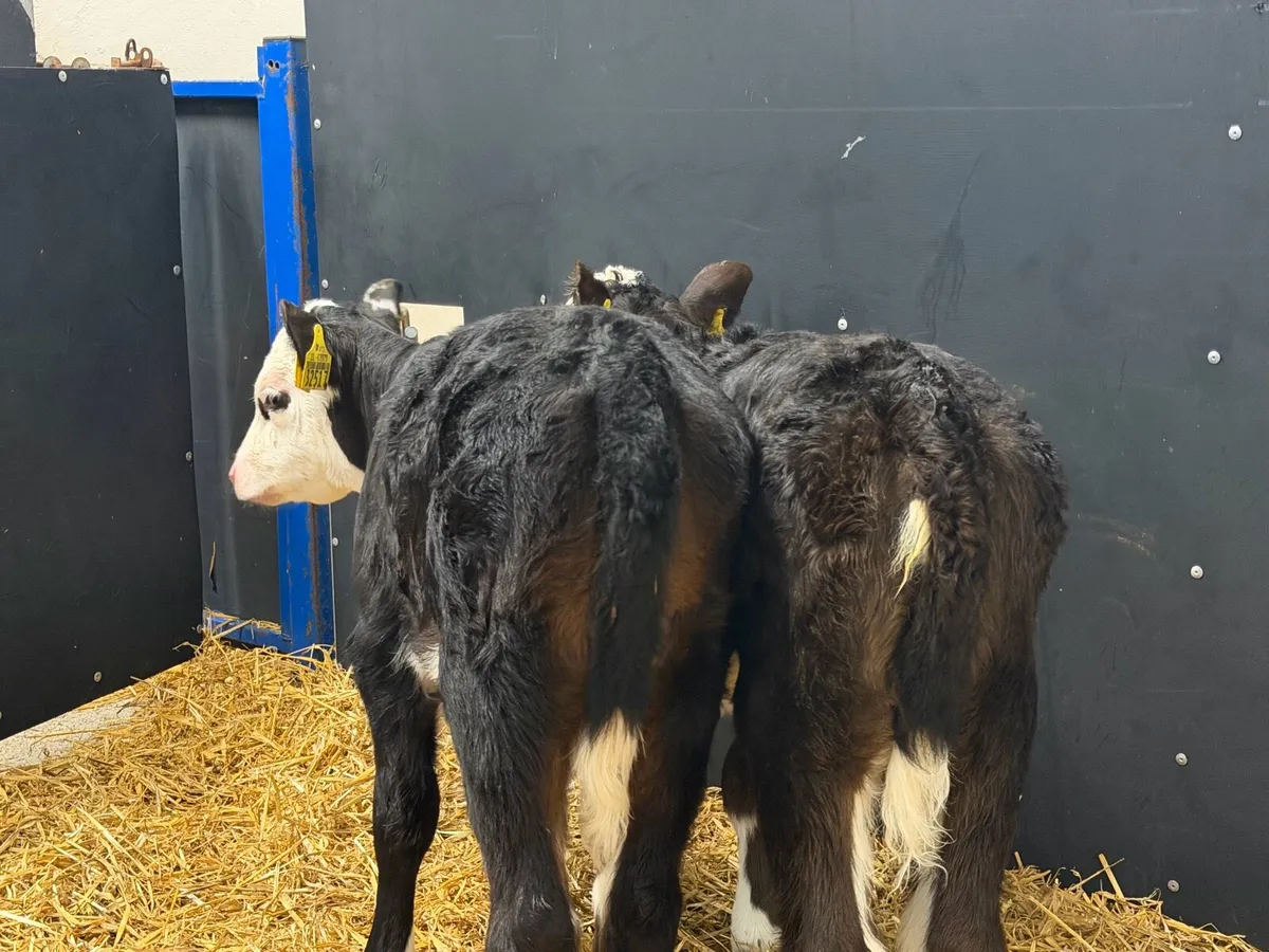 🐮2 Hereford Heifers🐮 - Image 4