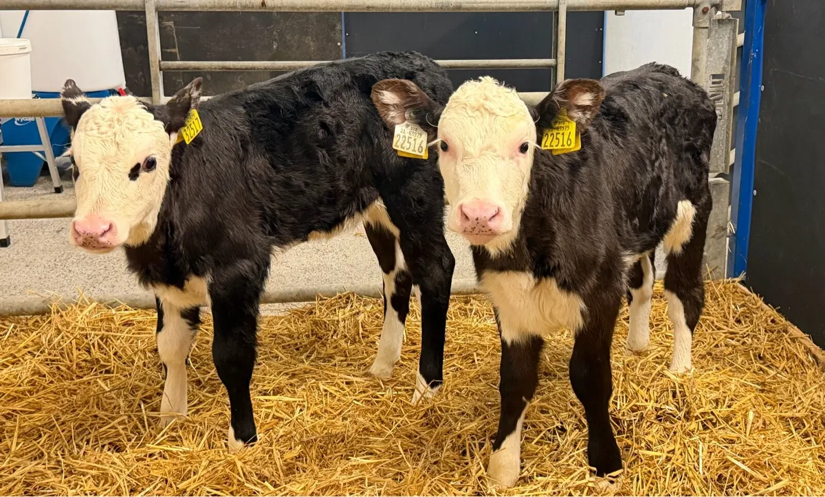 🐮2 Hereford Heifers🐮 - Image 1