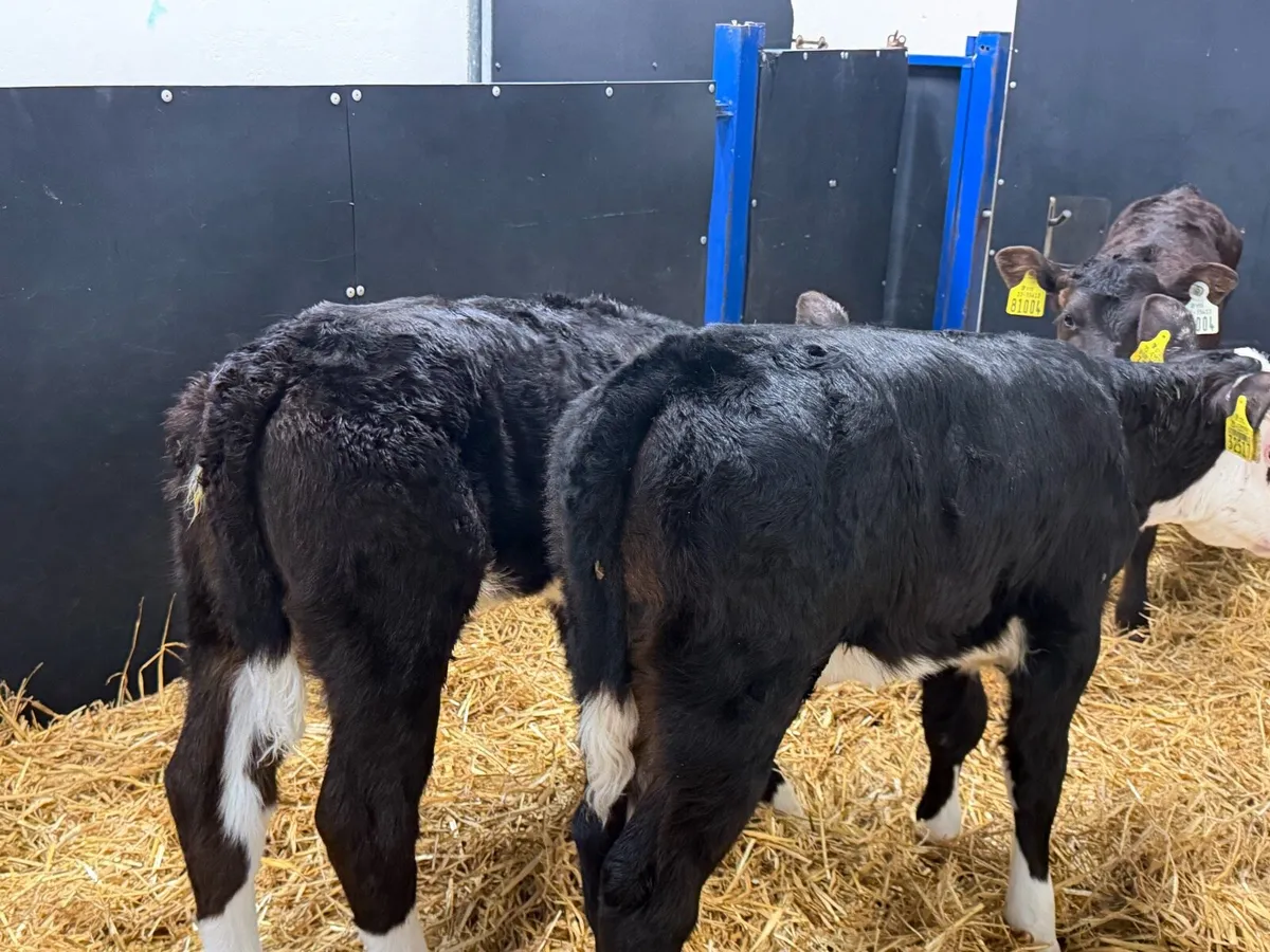 🐮2 Hereford Heifers🐮 - Image 2