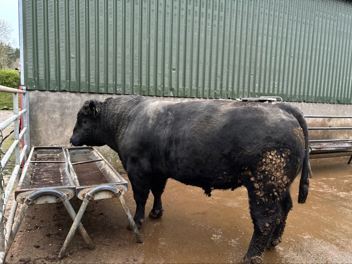 Strong Pedigree Angus Bull - Image 1