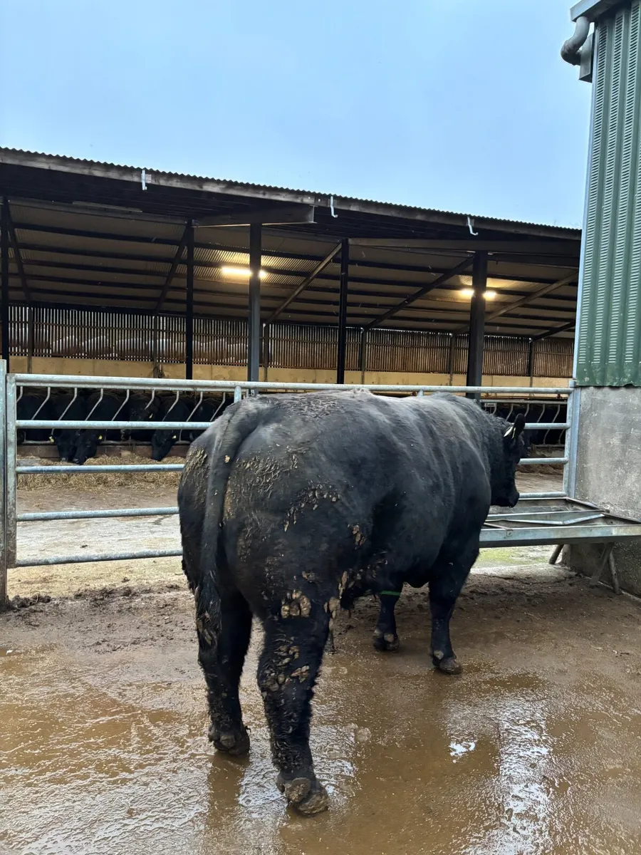 Strong Pedigree Angus Bull - Image 2