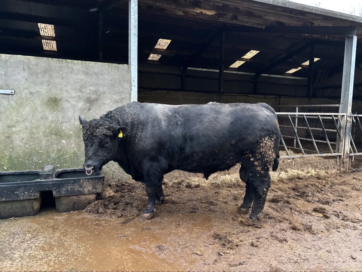 Strong Pedigree Angus Bull - Image 3