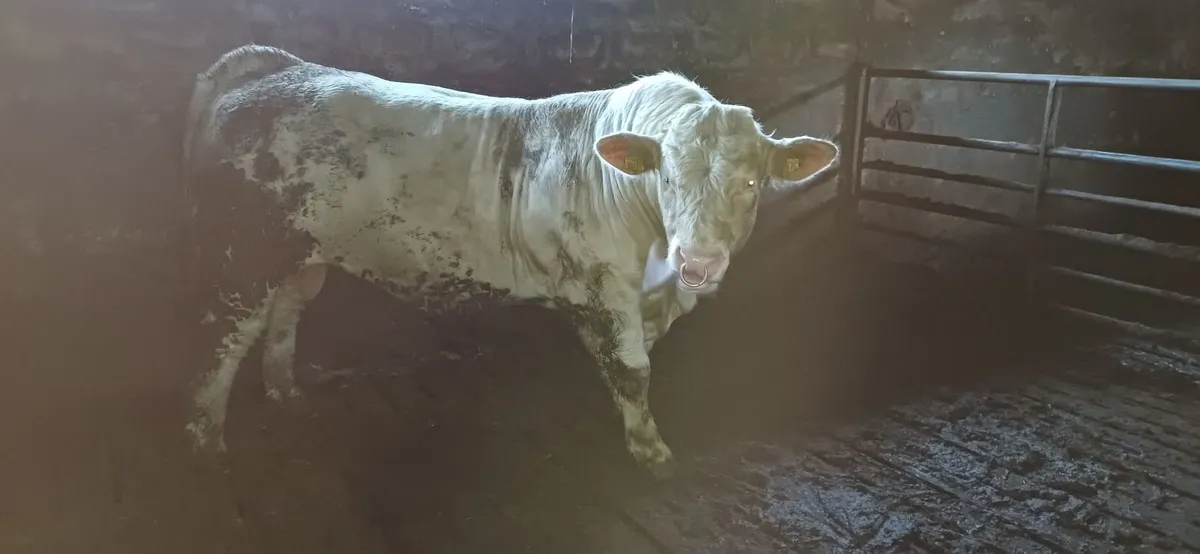 Pedigree Registered Charolais Bulls For Sale - Image 1