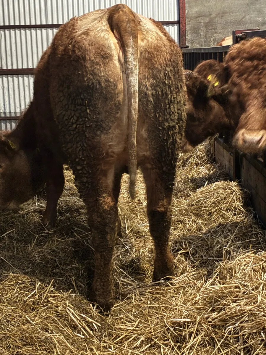 🌟Exceptional Incalf Roan Heifer's🌟 - Image 1