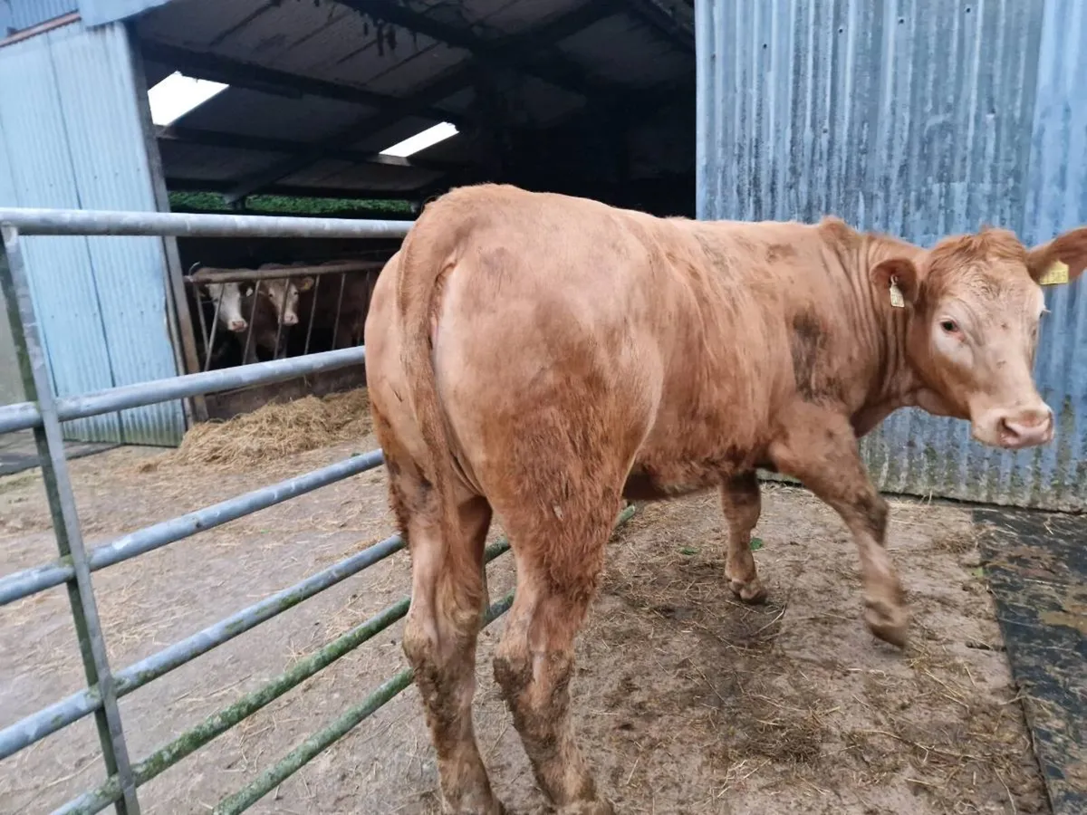 5 star Breeding Heifer - Image 4