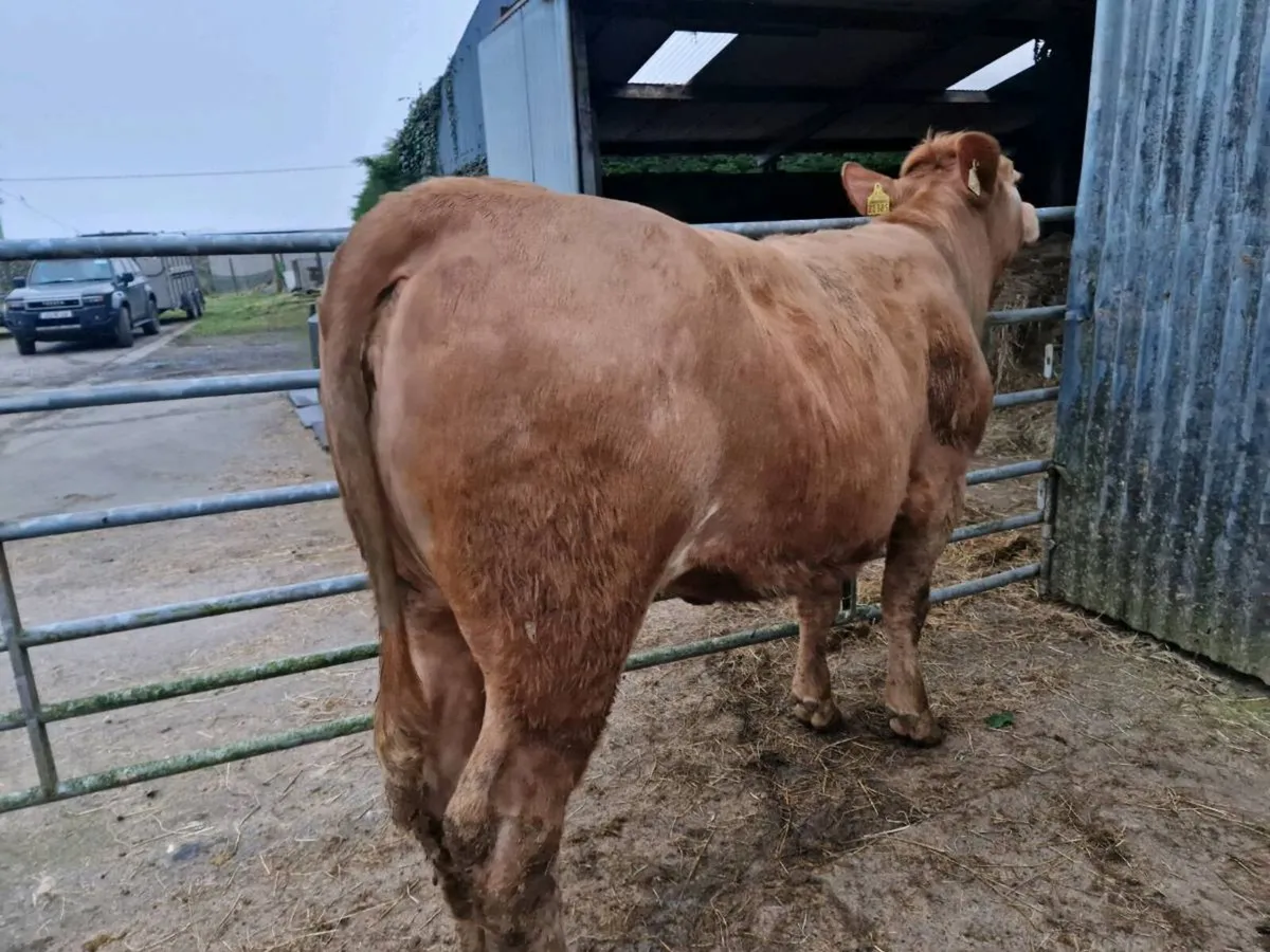 5 star Breeding Heifer - Image 2