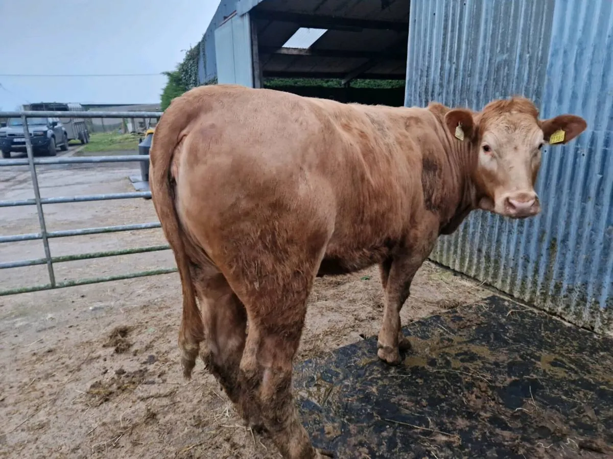 5 star Breeding Heifer - Image 1