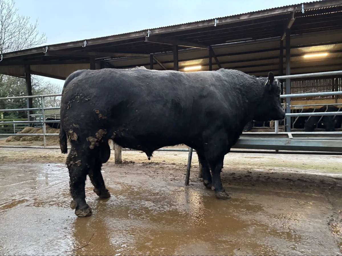 Strong Pedigree Angus Bull - Image 4