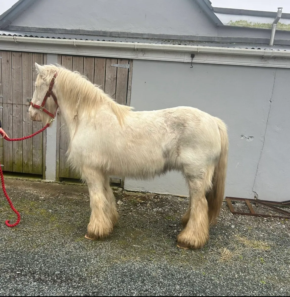 👸Bella 👸 - Image 3