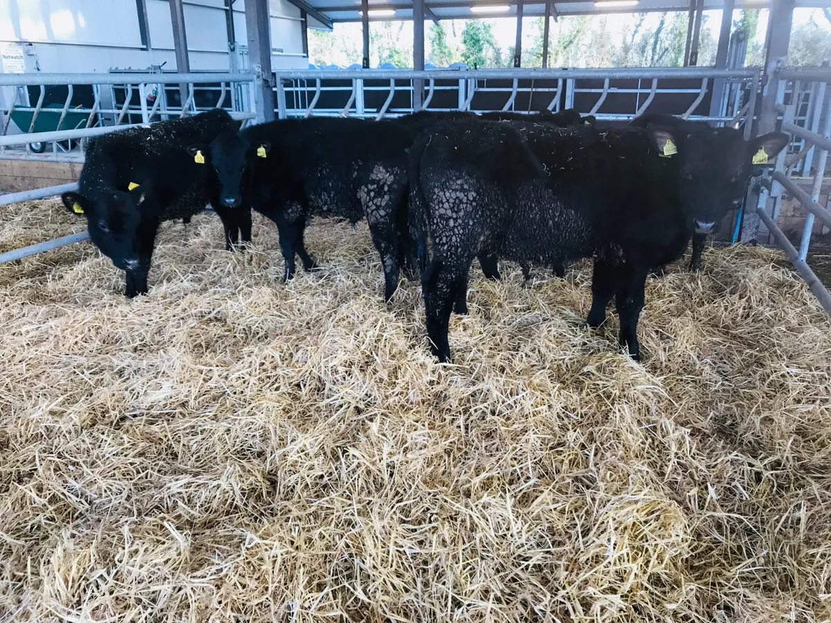 ❌ DEAL OF THE WEEK ❌ - Image 4