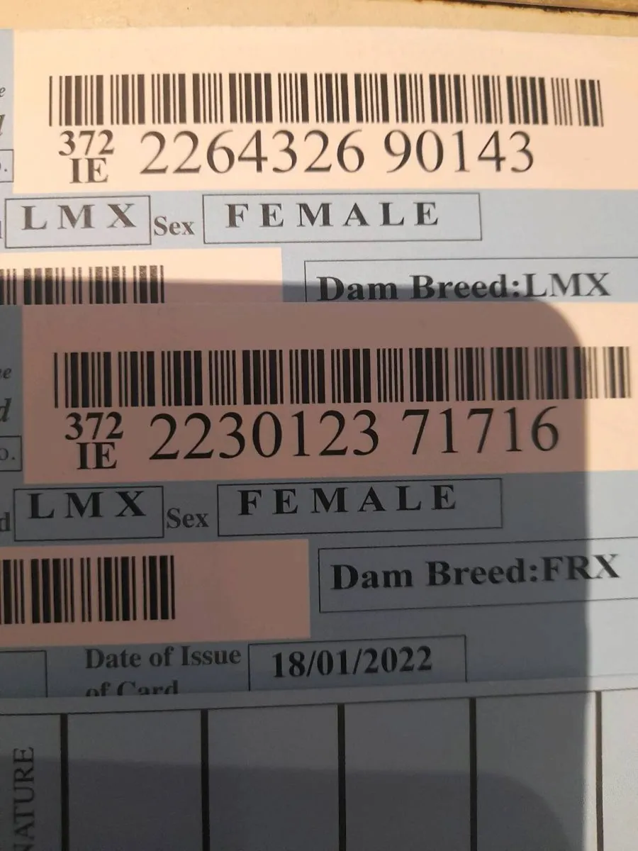 5 star cow and 5 star heifer calf - Image 2