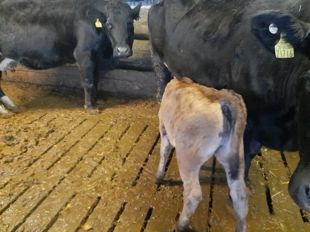 5 star cow and 5 star heifer calf - Image 3
