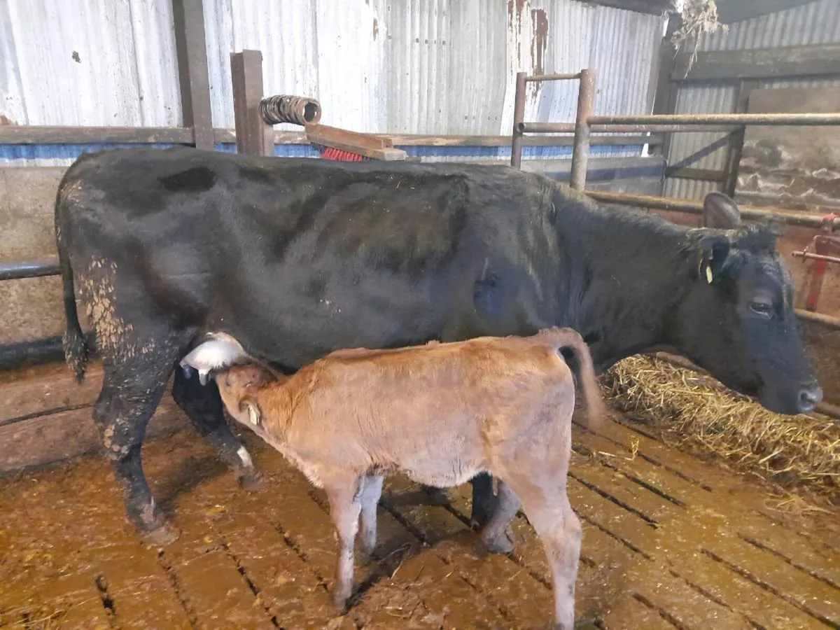 5 star cow and 5 star heifer calf - Image 4