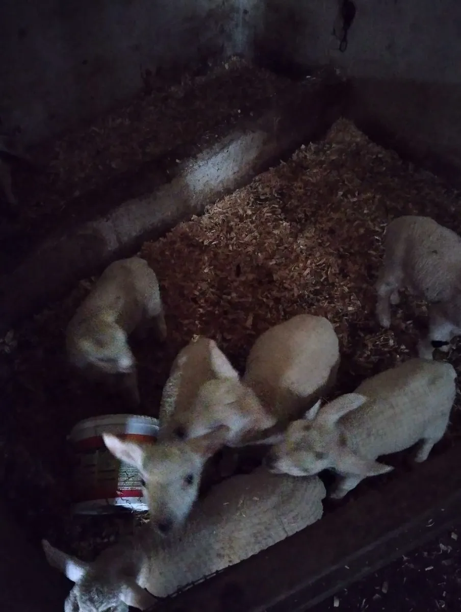 Pet lambs on the bottle 1 week old €30 each - Image 1