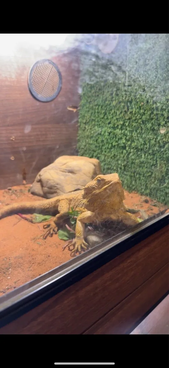 Bearded dragon - Image 1