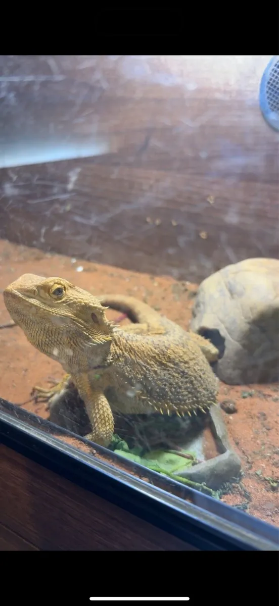 Bearded dragon - Image 3