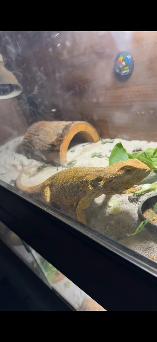 Bearded dragon - Image 4