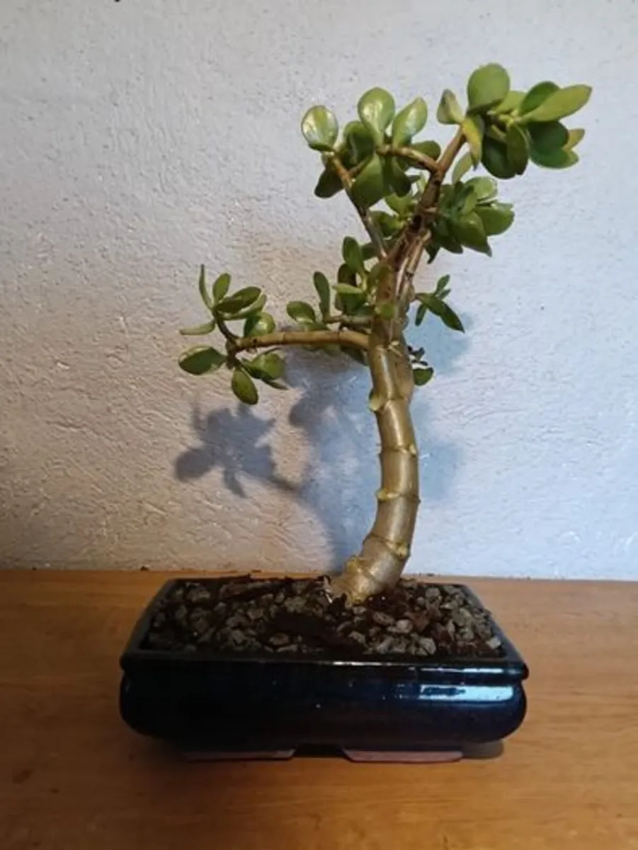 Bonsai Easy Care Indoor #1 - Image 1