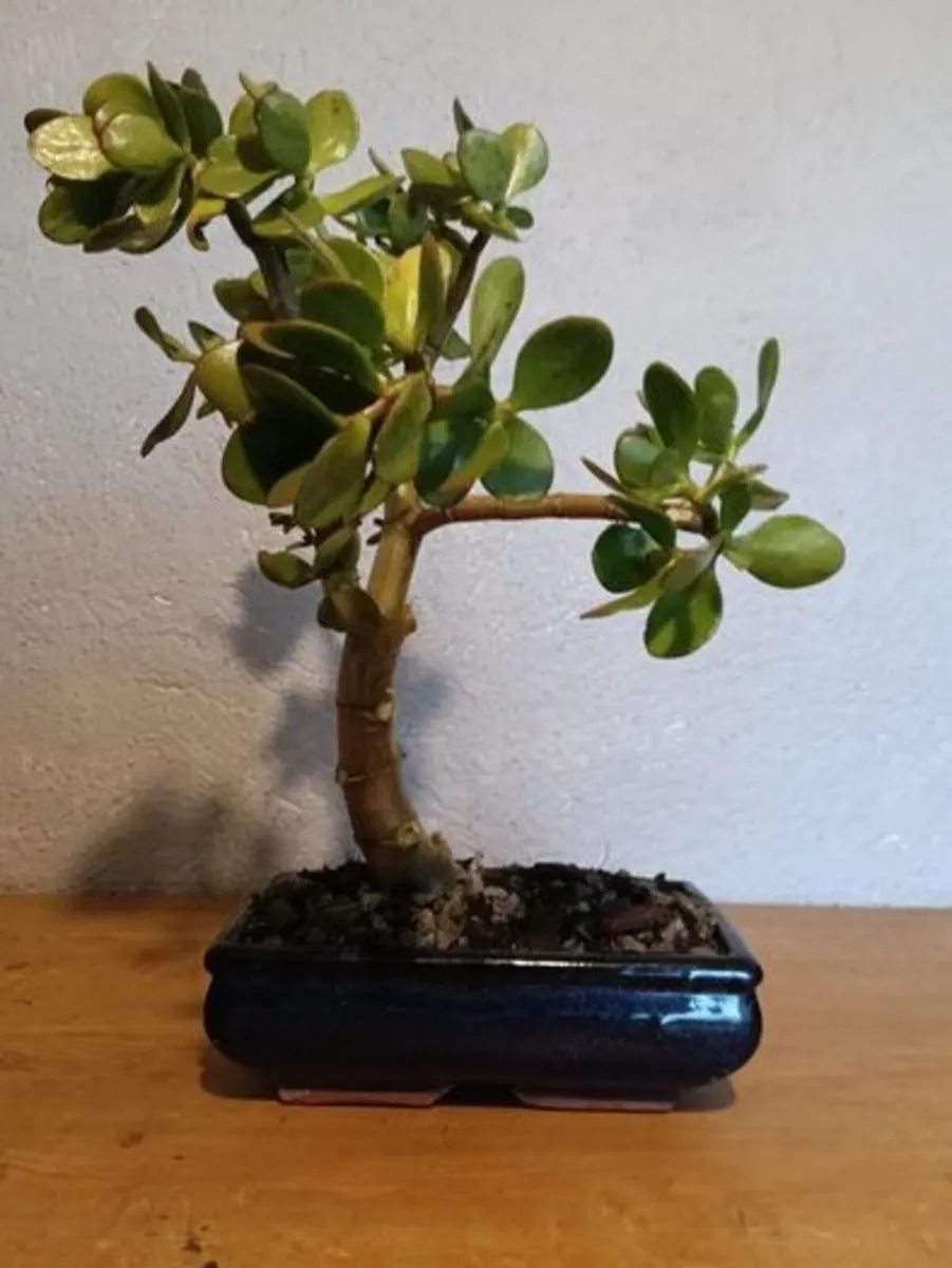 Bonsai Easy Care Indoor #1 - Image 2