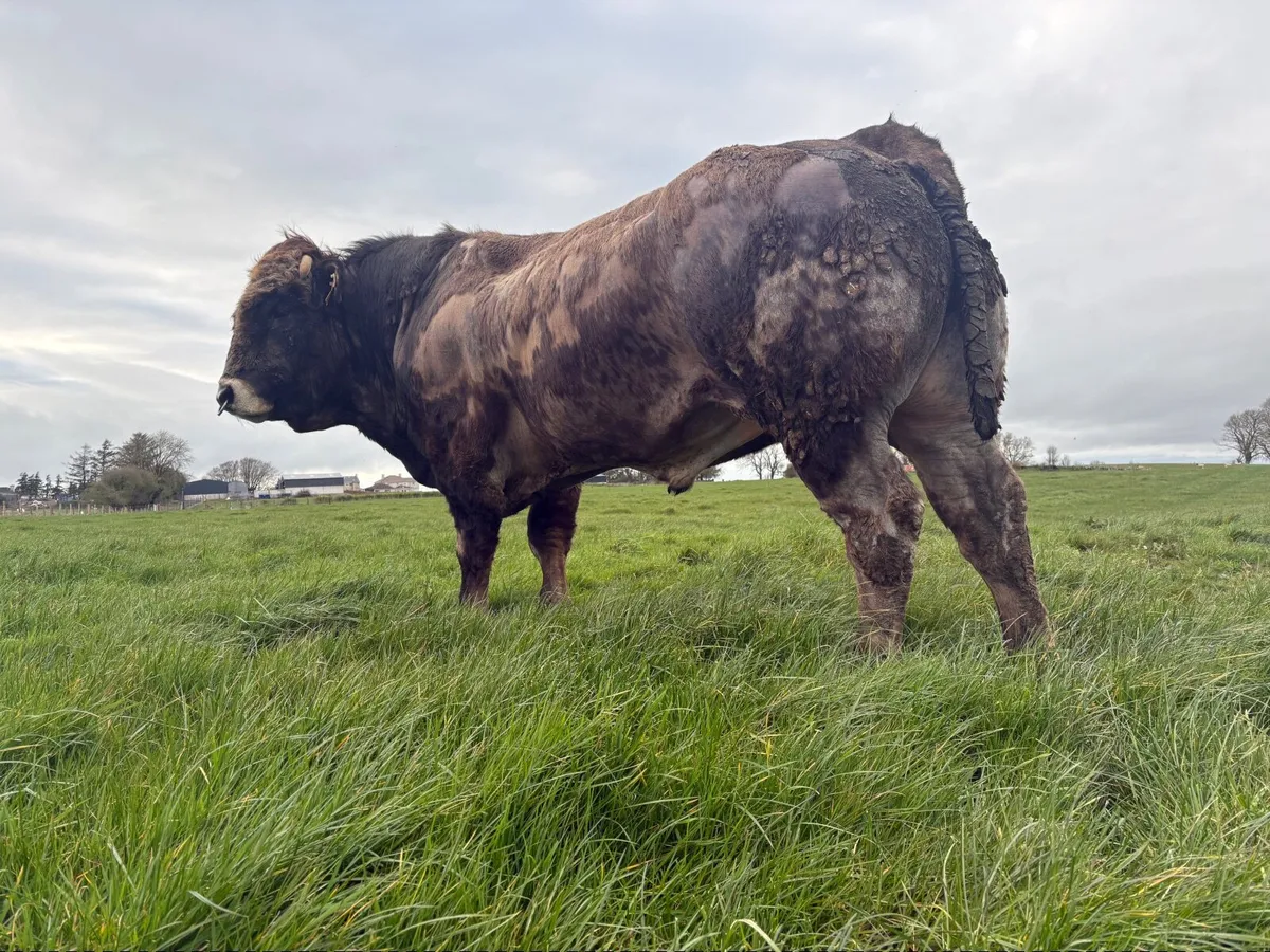 Parthenaise Bull - Image 2