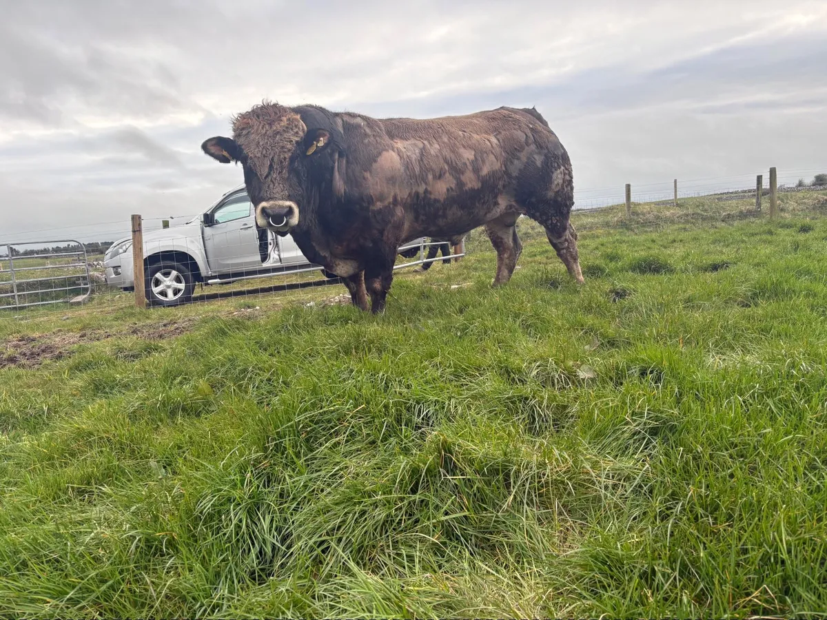 Parthenaise Bull - Image 1