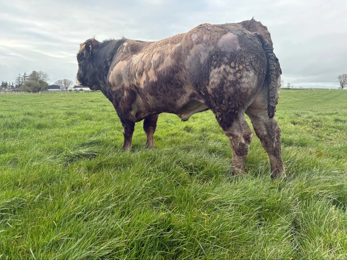 Parthenaise Bull - Image 4