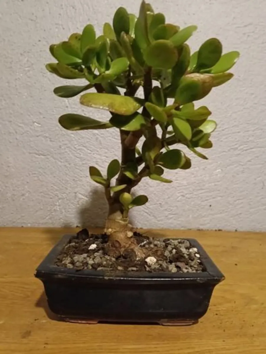 Bonsai Easy Care Indoor #3 - Image 1