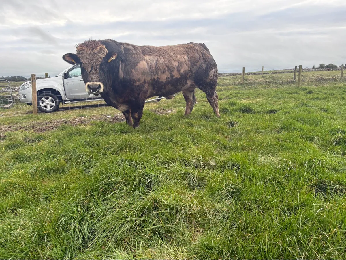 Parthenaise Bull - Image 3