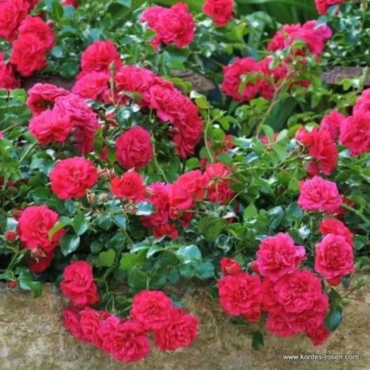 Bare root Gound. Covering roses - Image 1