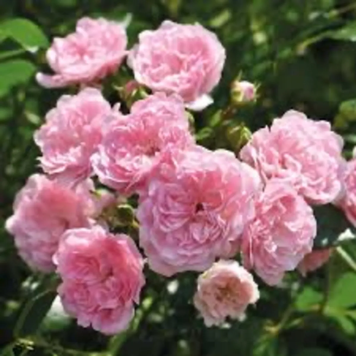 Bare root Gound. Covering roses - Image 3