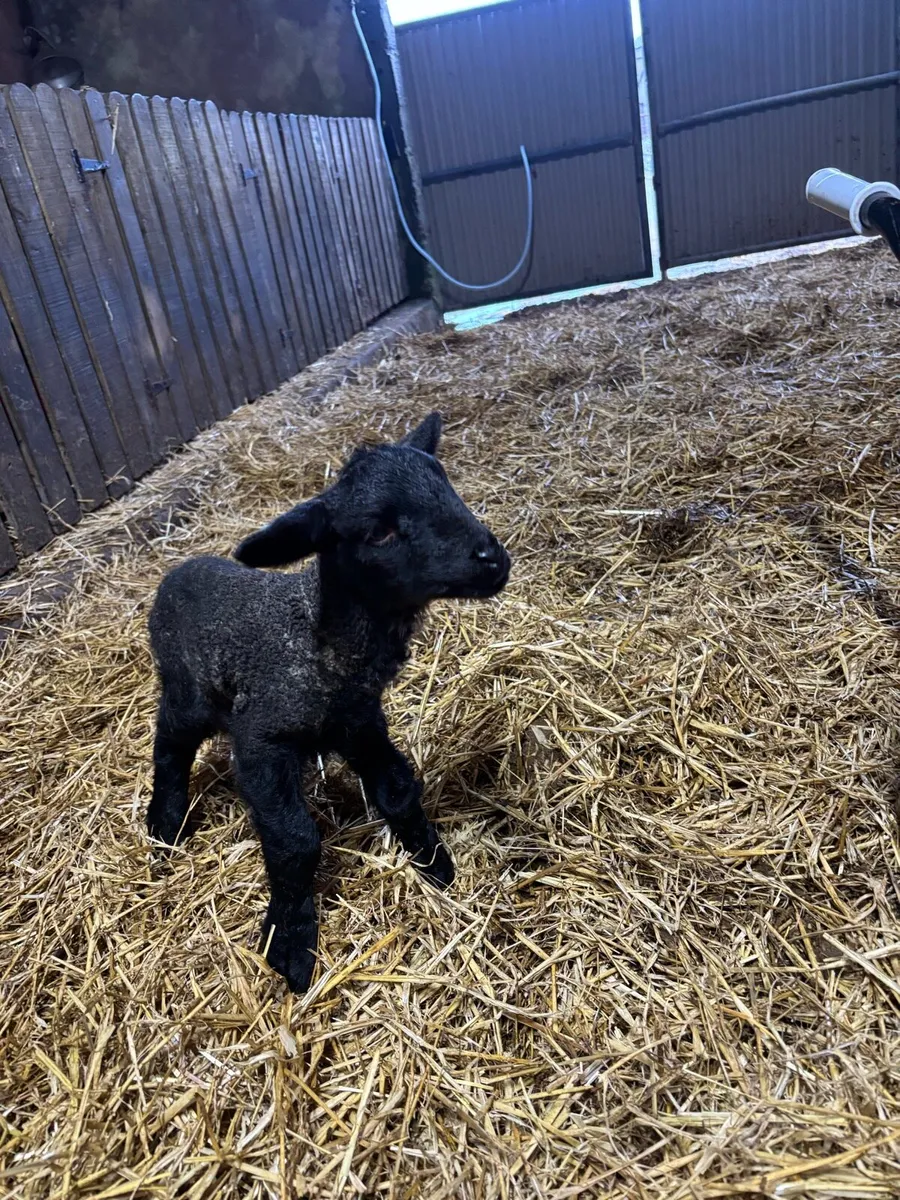 foster lambs for sale - Image 2