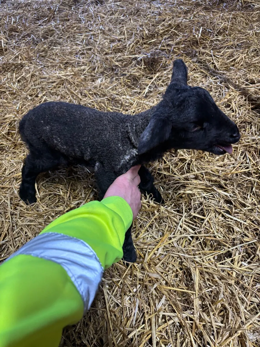 foster lambs for sale - Image 1