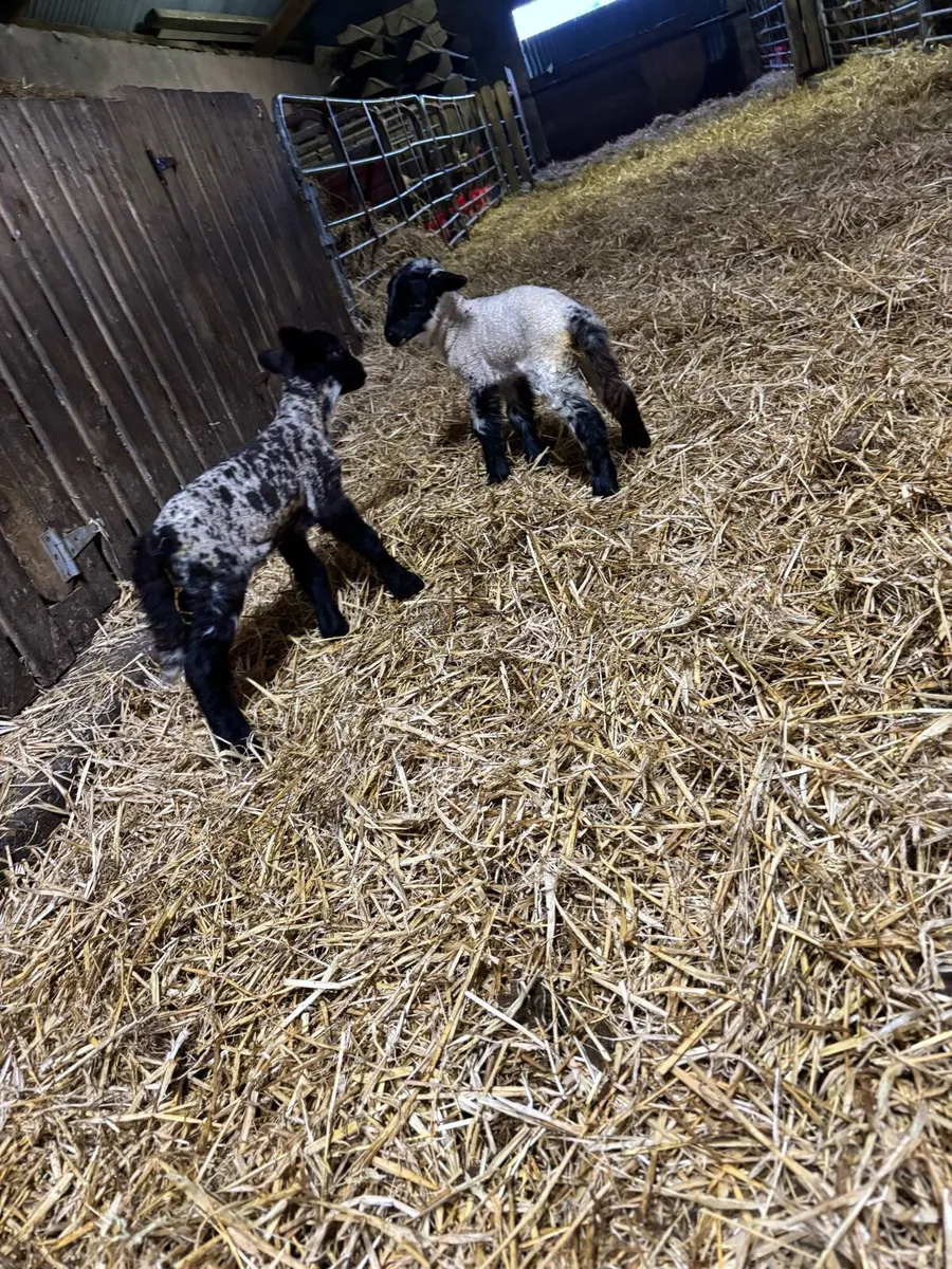 foster lambs for sale - Image 4