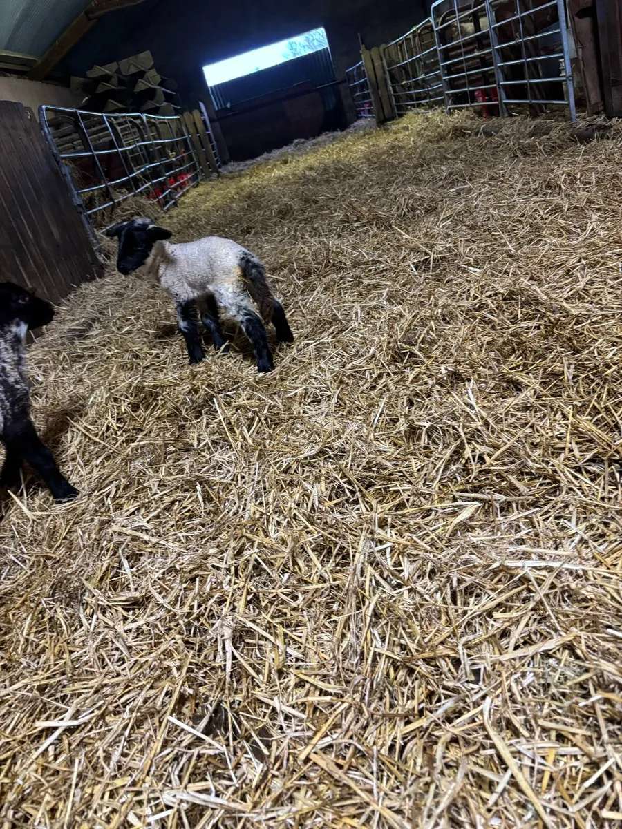 foster lambs for sale - Image 3