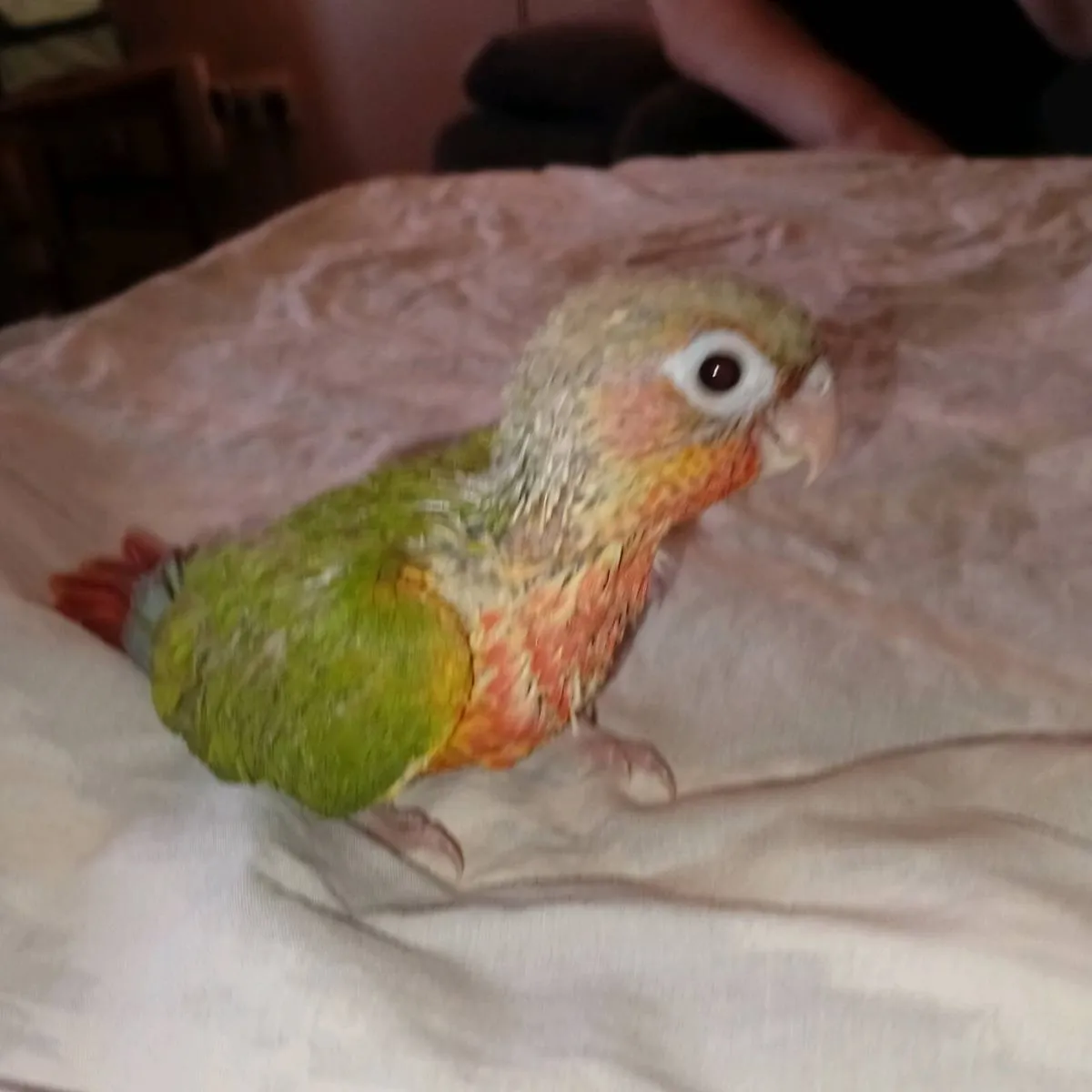 Handreared conure and ringnecks chick's - Image 2
