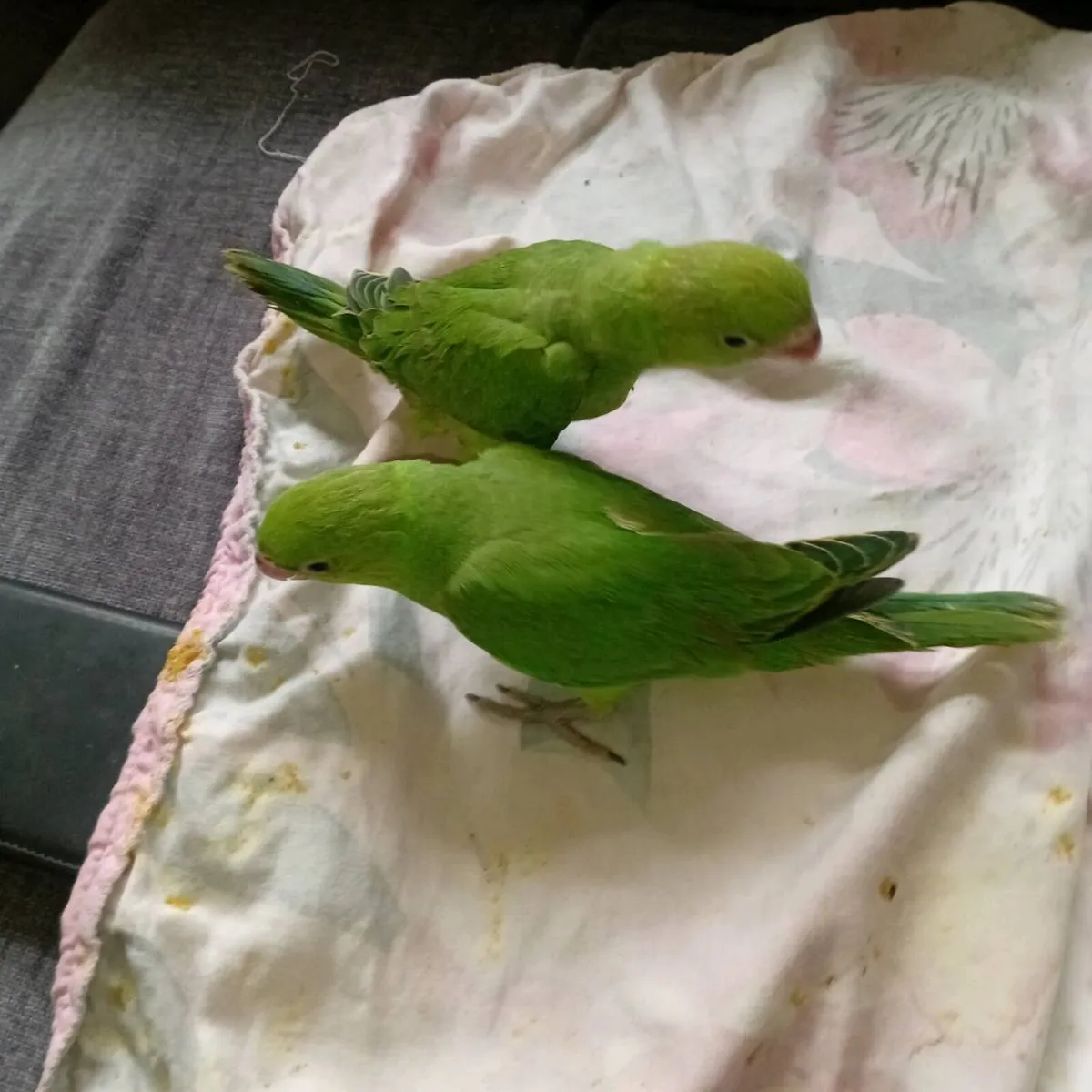 Handreared conure and ringnecks chick's - Image 3