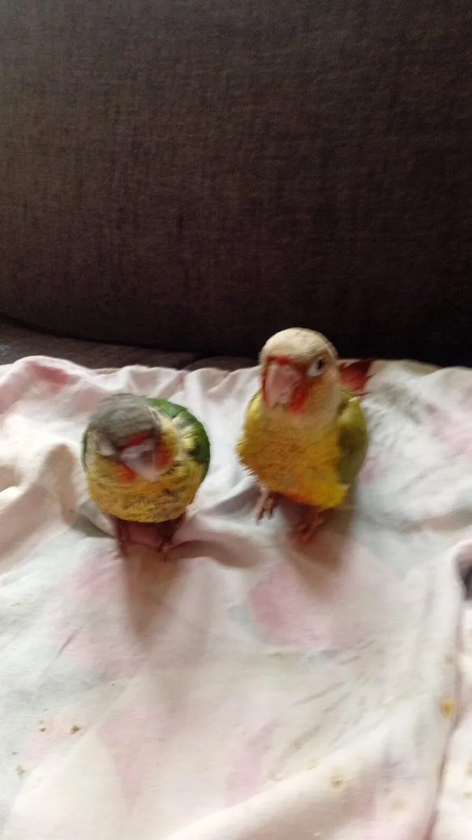 Handreared conure and ringnecks chick's - Image 1
