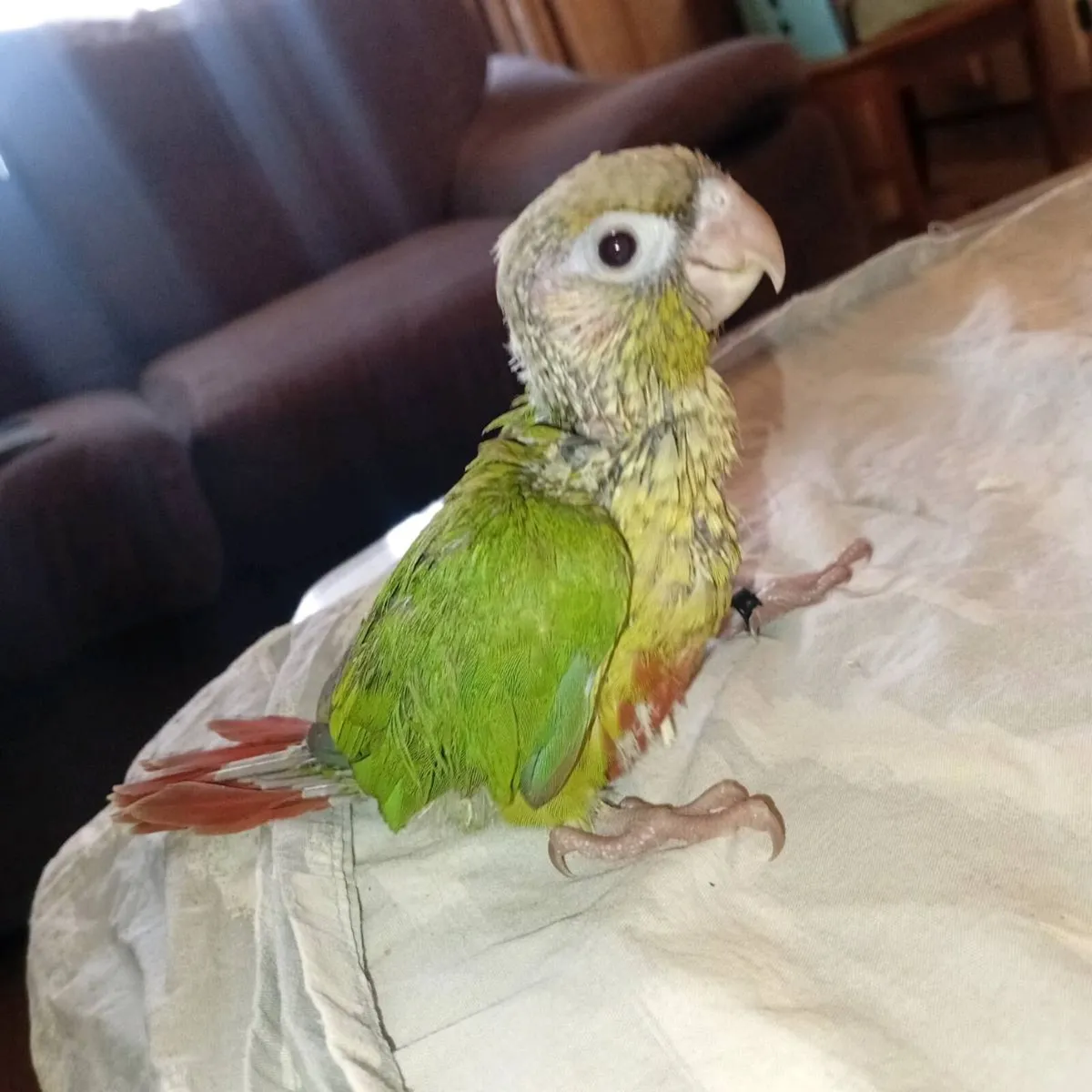 Handreared conure and ringnecks chick's - Image 4