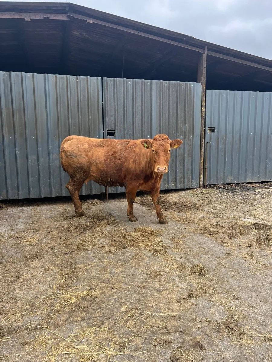 Suckler cows - Image 2