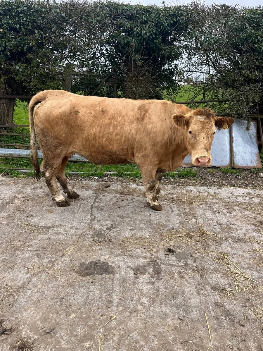 Suckler cows - Image 4